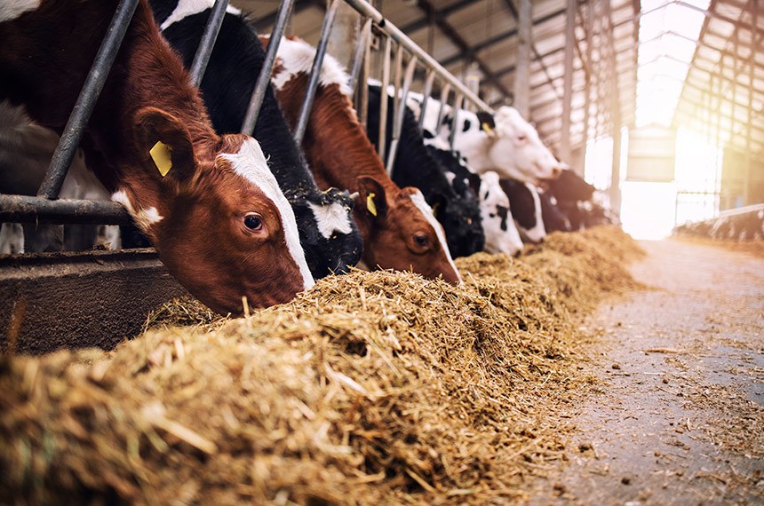 Conab amplia oferta de produtos comercializados pelo ProVB para alimentação animal