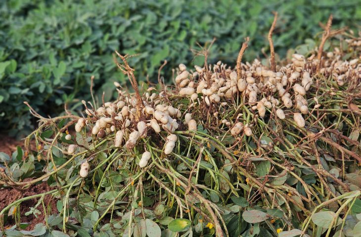 Vale da Celulose reforça protagonismo no setor florestal e abre espaço para a diversificação com citrus e amendoim em Mato Grosso do Sul