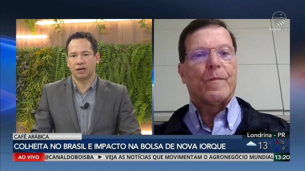 Avanço da colheita do café arábica movimenta mercado e influencia preços em Nova York