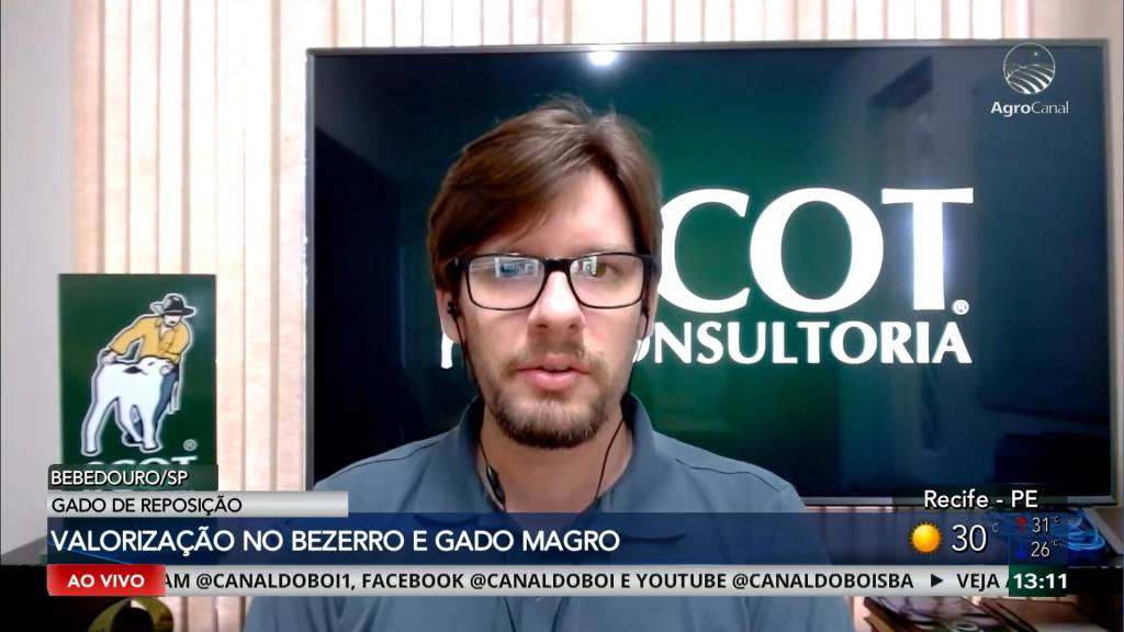 Bezerro e gado magro sobem e puxam valorização na tabela do boi gordo