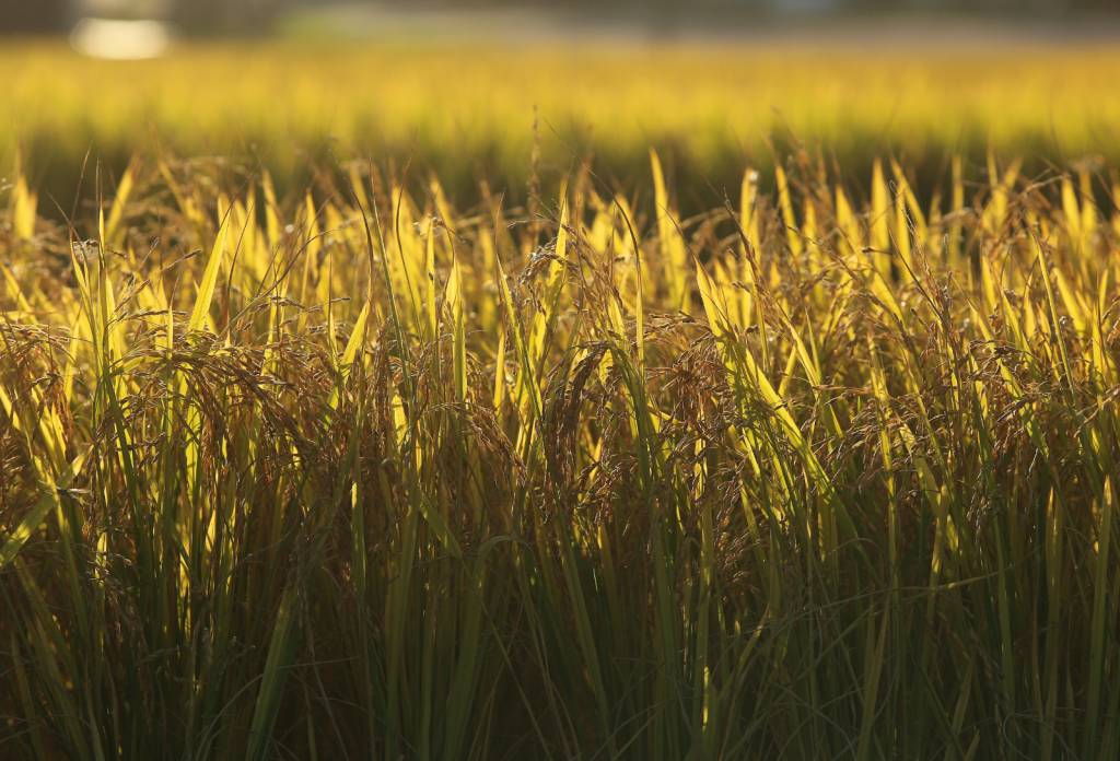 Preços do arroz recuam com demanda fraca e avanço da colheita