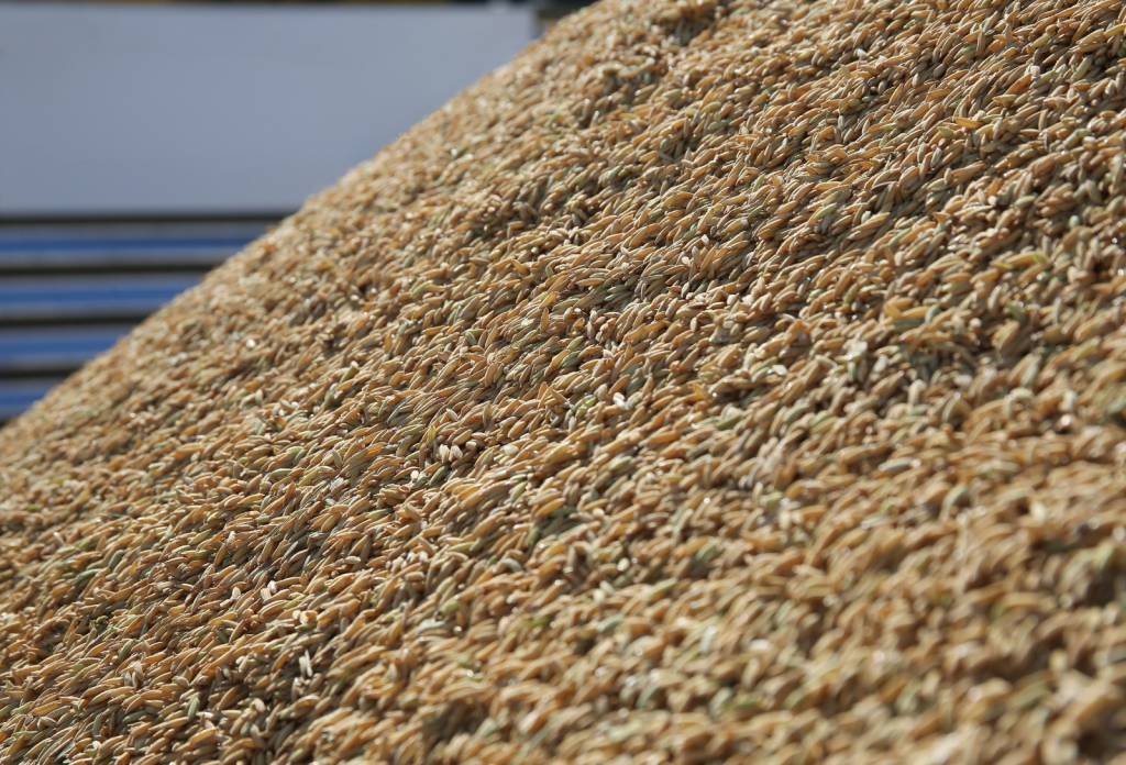 Tradings compram arroz em casca a R$ 62 e dão andamento ao escoamento da safra passada
