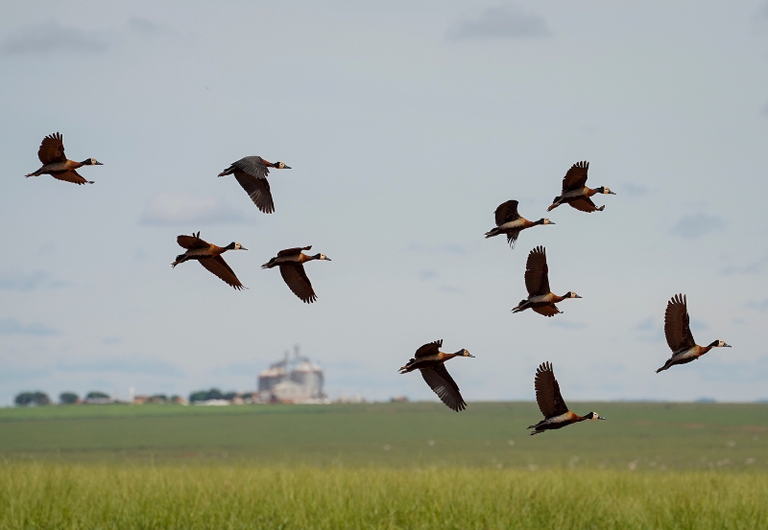 COP15: conheça as espécies migratórias do Brasil e as ações para sua conservação