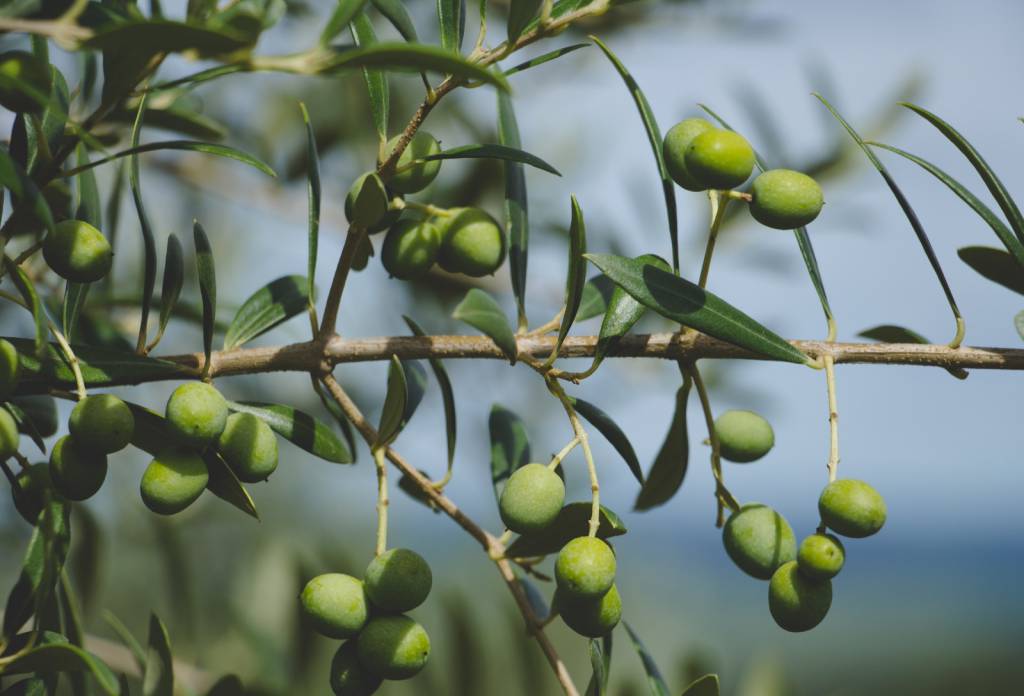 Acordo Mercosul–União Europeia não altera o atual cenário do comércio do azeite no Brasil