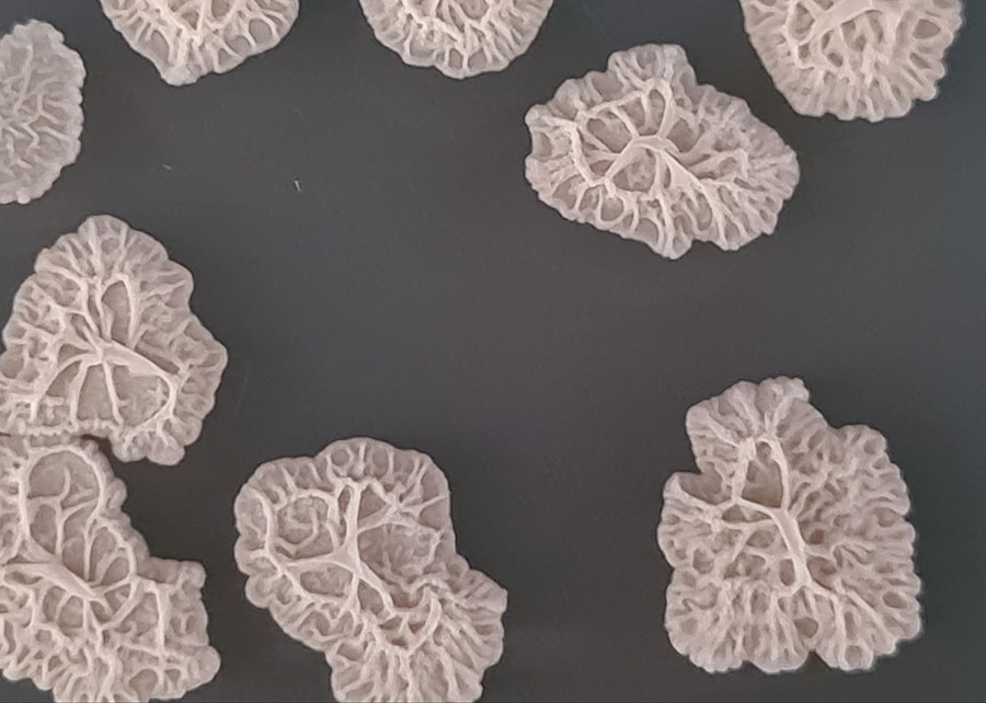 Bactérias do gênero Bacillus se consolidam como os principais agentes de controle biológico na agricultura brasileira