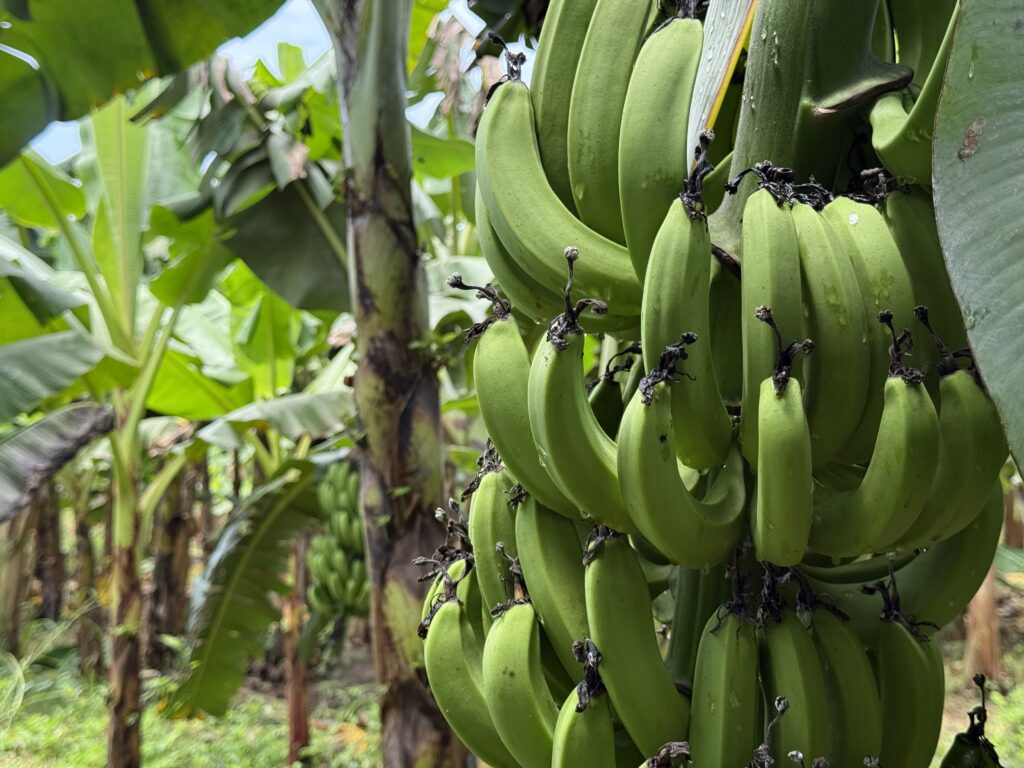 Crédito com condições especiais chega a produtores assistidos pelo Sistema Famato no Mato Grosso