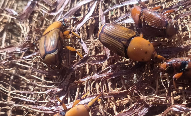 Mapa alerta para risco do bicudo-vermelho e reforça medidas de prevenção no país