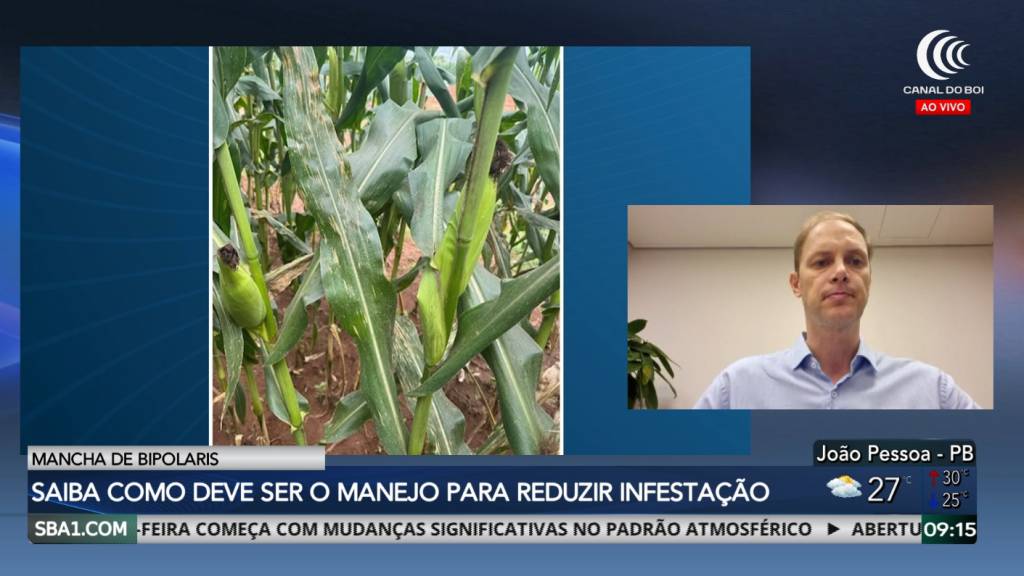 Mancha de Bipolaris pode reduzir a produtividade do milho