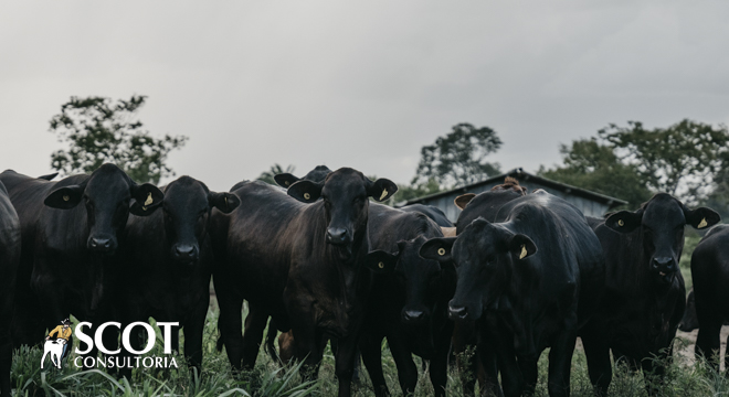 Mercado do boi gordo: estabilidade em São Paulo