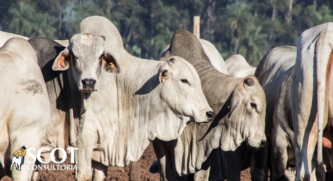 Terça-feira de estabilidade para o mercado do boi gordo em São Paulo