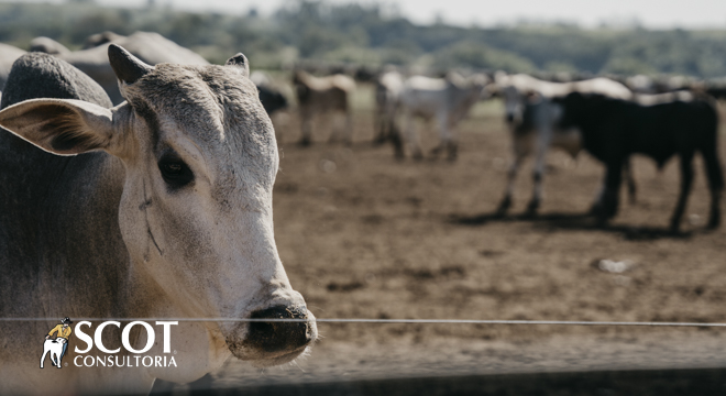Cotação do boi gordo e a do “boi China” sobe em São Paulo