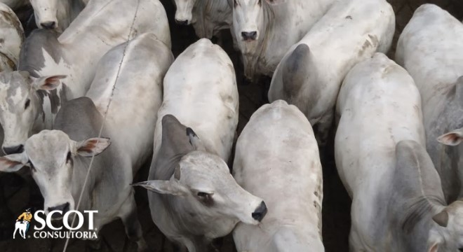 Cotações do boi gordo em queda em São Paulo