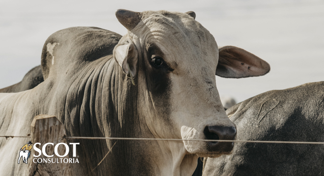 Cotações estáveis para o boi gordo em São Paulo no pós-feriado