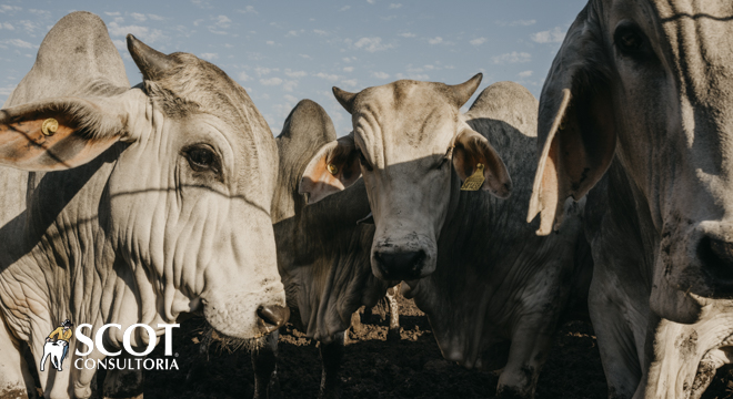Mercado do boi gordo: alta na cotação da vaca