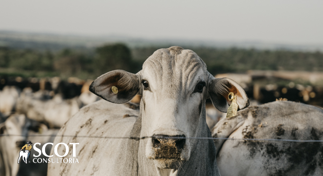 Mercado do boi gordo: preços estáveis nas praças paulistas