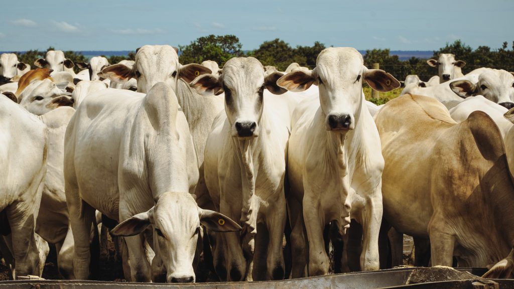 Cotação estável no mercado do boi gordo em São Paulo