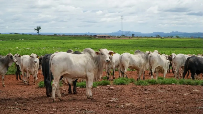 Boi gordo se valoriza mais que vaca em 2026