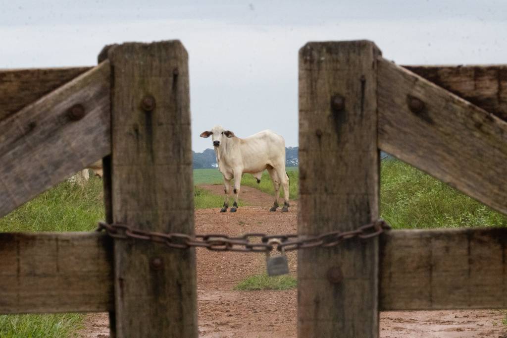 Famato alerta para risco de falta de sal mineral e alta dos custos da pecuária em Mato Grosso