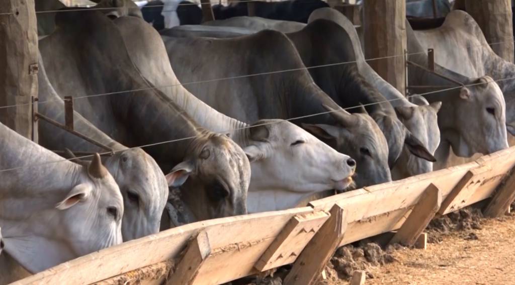 Preços da arroba do boi reagem em parte do Brasil, com oferta mais limitada para compra