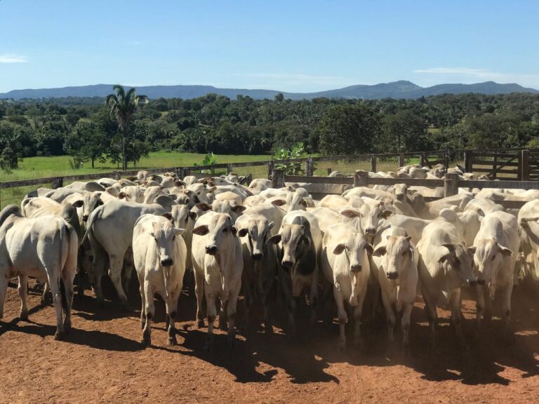 Preços do boi gordo encerram janeiro firmes e com tendência de alta