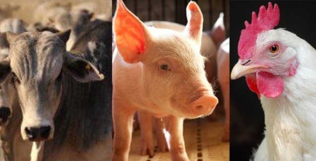 Exportações de carnes do Brasil disparam em junho com recorde em aves e avanço da bovina
