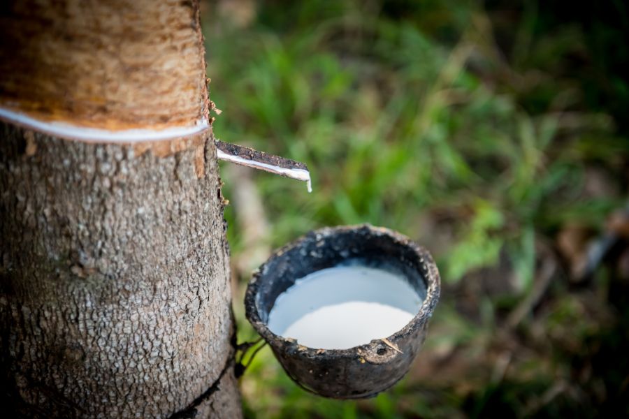 Conab realiza leilões de apoio à comercialização e ao escoamento de borracha