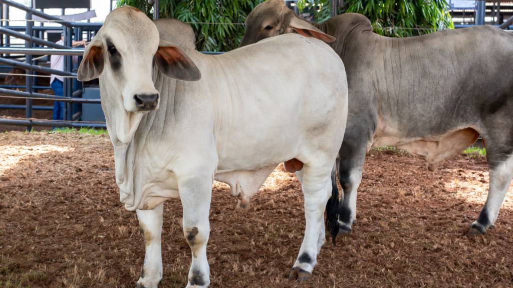 91ª ExpoZebu: inscrições para o julgamento Brahman a Campo já estão abertas