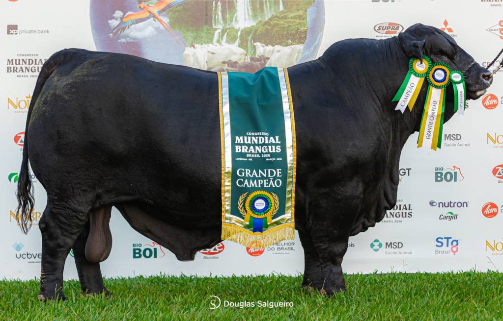 Congresso Mundial Brangus reuniu 13 delegações e um público de 3.000 pessoas em Londrina, além de movimentar R$ 8,7 milhões em leilões