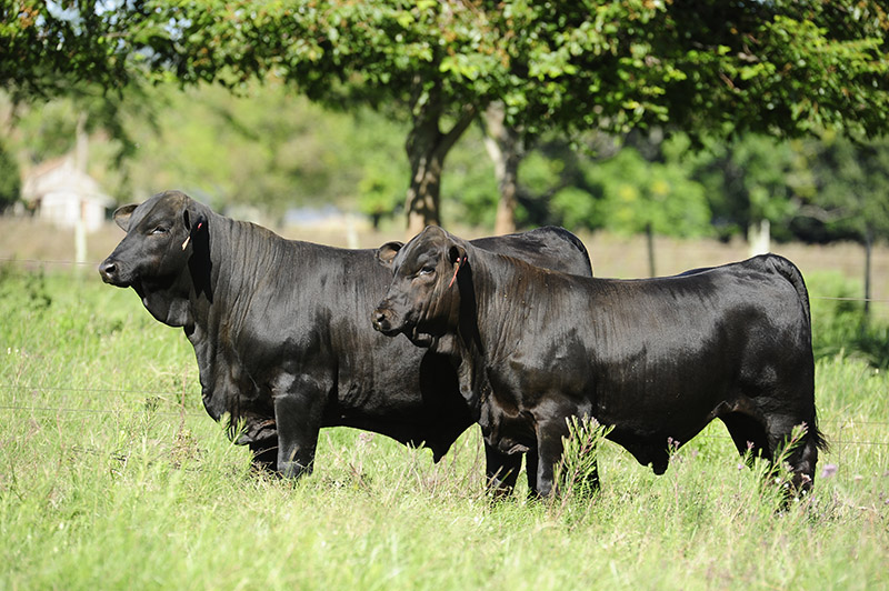Congresso Mundial Brangus 2026 está com inscrições abertas