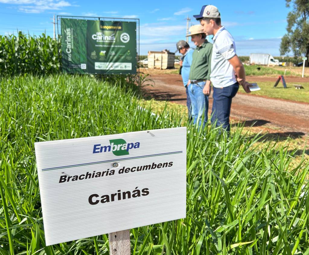 Embrapa Gado de Corte apresenta nova braquiária na Tecnofam 2026