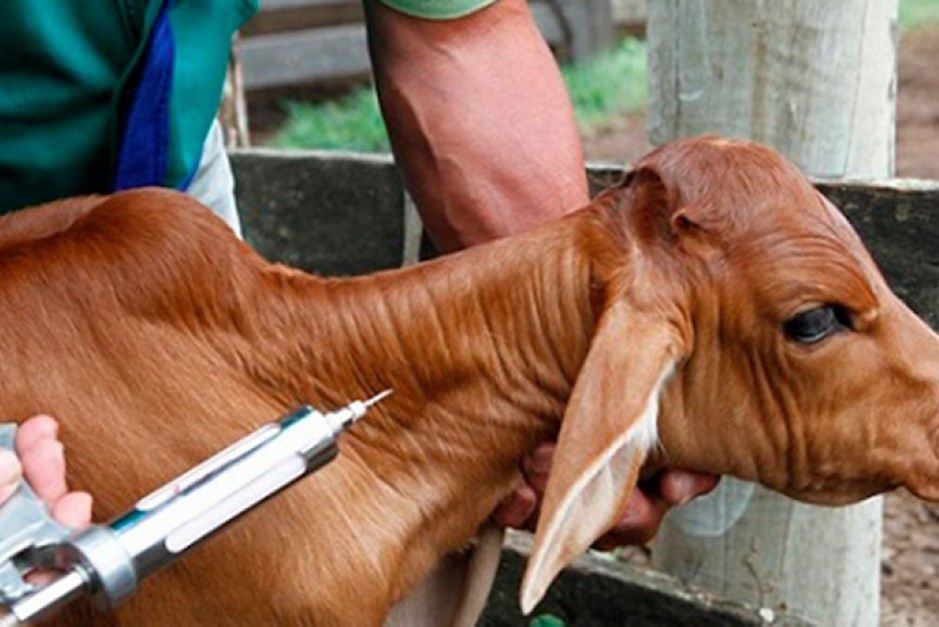 Escassez de vacinas preocupa pecuaristas e ameaça calendário sanitário em Mato Grosso