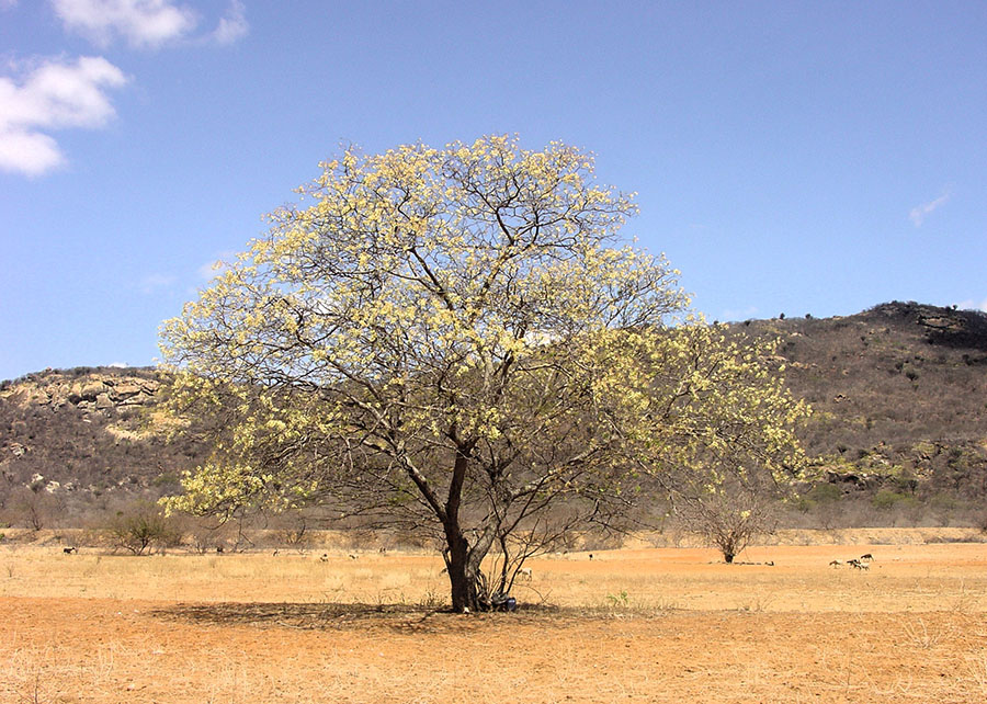 Mudas de espécies nativas da Caatinga podem ser produzidas com água salobra