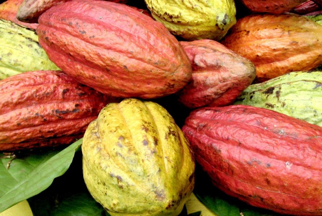 StoneX projeta superávit global de 287 mil toneladas no mercado de cacau