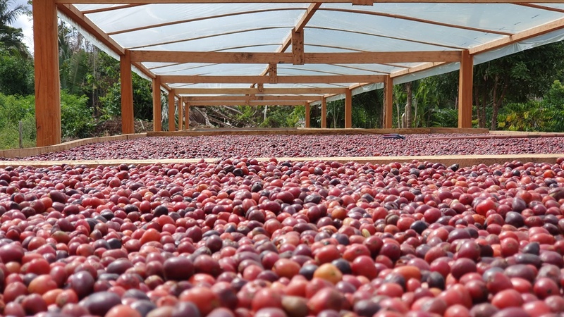 Café robusta ganha espaço na lavoura brasileira, dobra a produção em 9 anos e chega perto do arábica