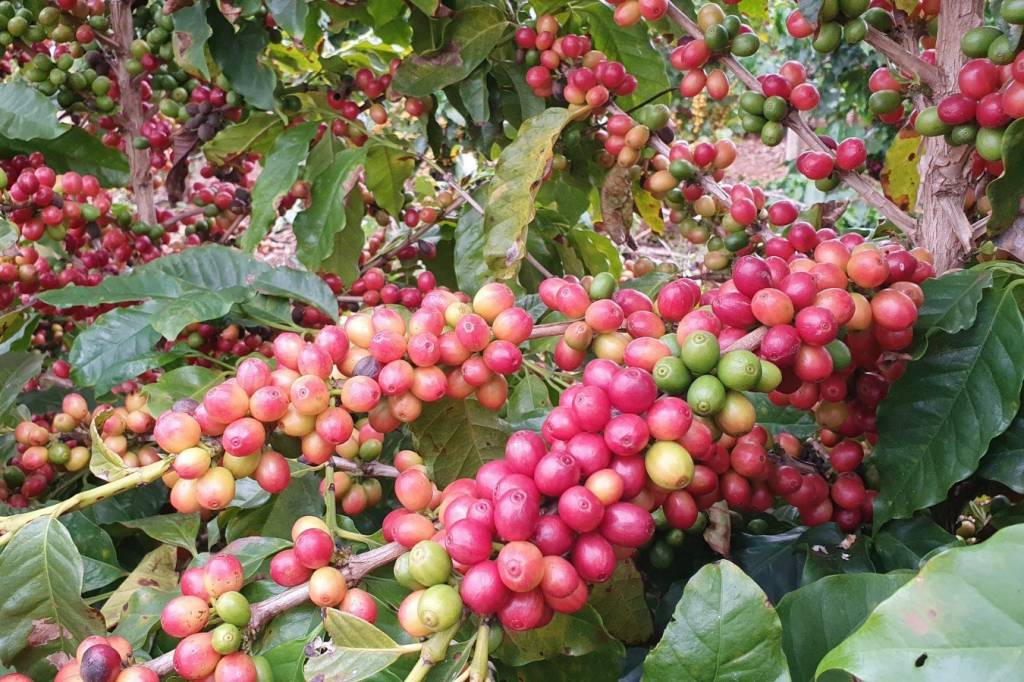 IDR-Paraná leva o universo do café do Estado para espaço interativo no Show Rural
