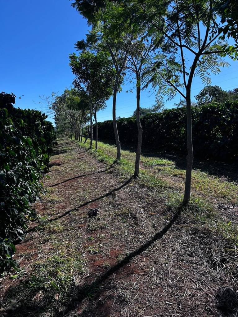 Cooxupé lidera iniciativa inédita no Brasil e viabiliza venda de créditos de carbono no café