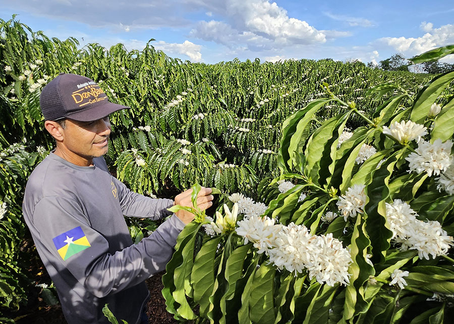  Regime de chuvas segue regendo o mercado do café