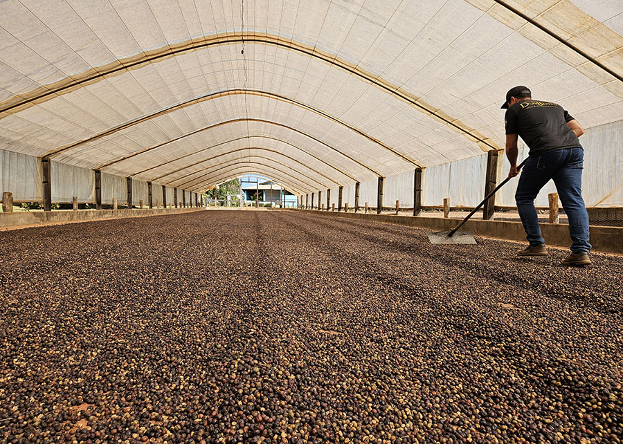 Clima tem favorecido a safra brasileira de café