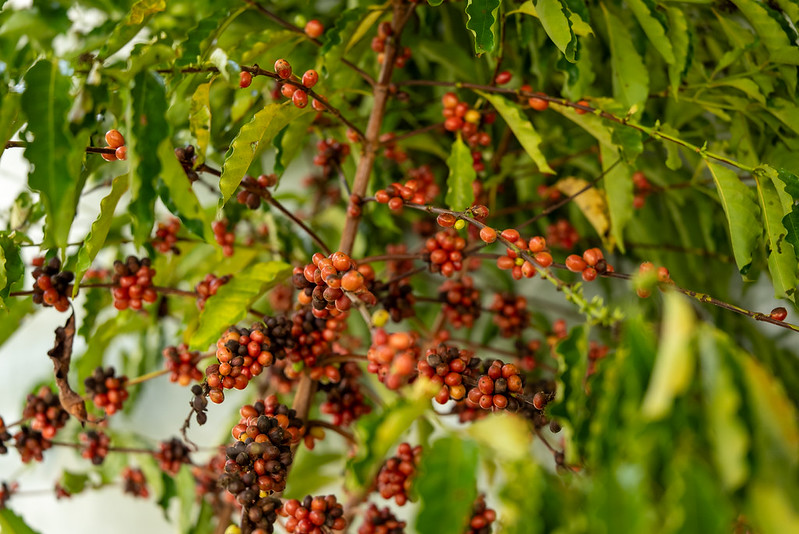 Sistema Famato destaca avanço da produção de café em Mato Grosso