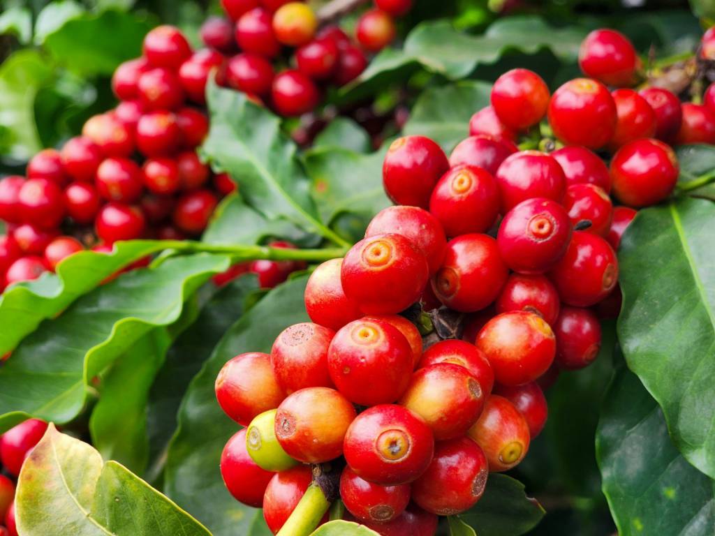 Exportações do agro mineiro somam US$ 3,93 bilhões no 1º trimestre do ano