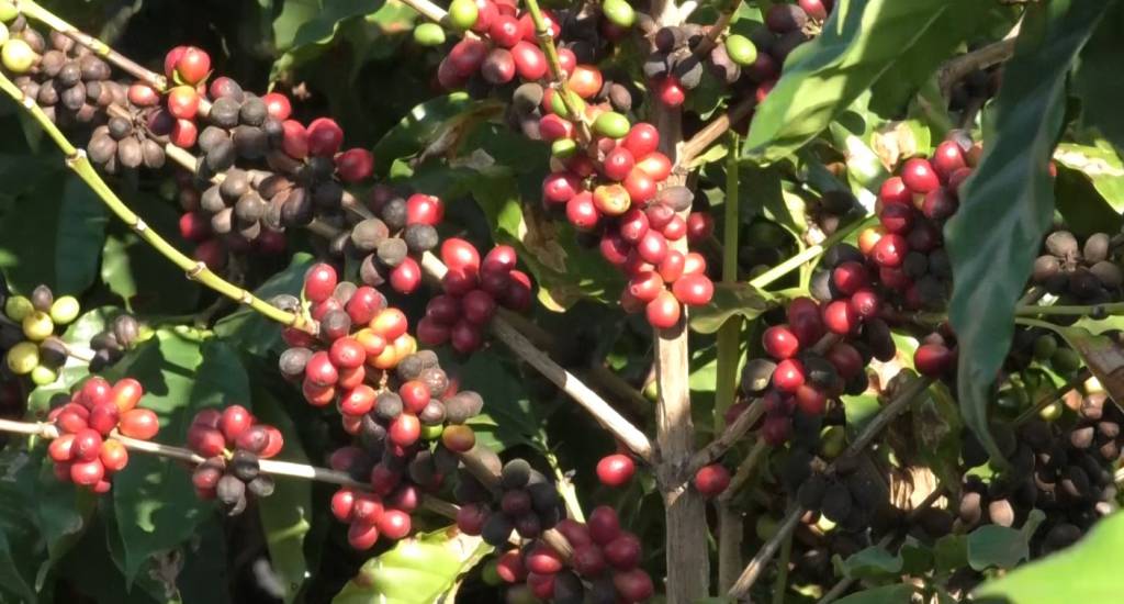 Agricultura eleva projeção do valor bruto da produção em 2026 para R$ 1,392 tri