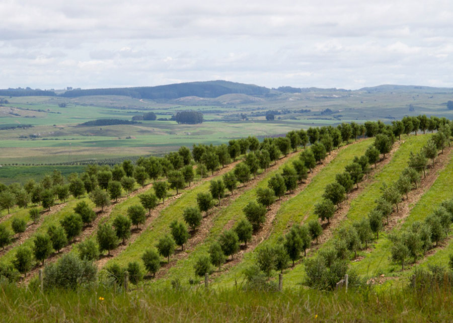Embrapa orienta produtores como reduzir impactos do El Niño no Sul do Brasil