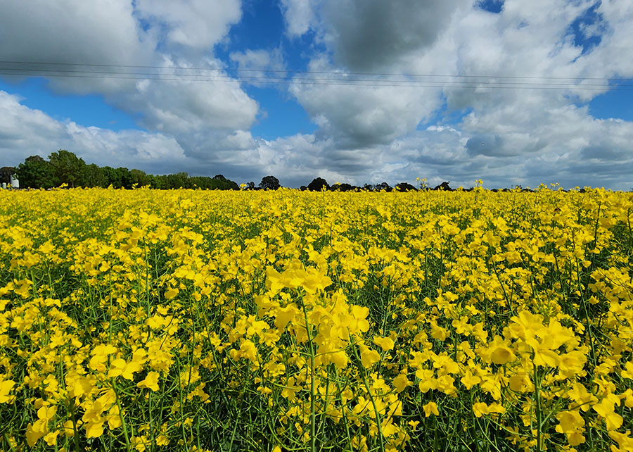 Embrapa: canola de 2ª safra pode reduzir emissões da aviação em até 55%