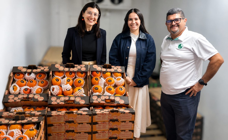 Da rodada de negócios ao primeiro embarque: caqui brasileiro estreia na Costa Rica