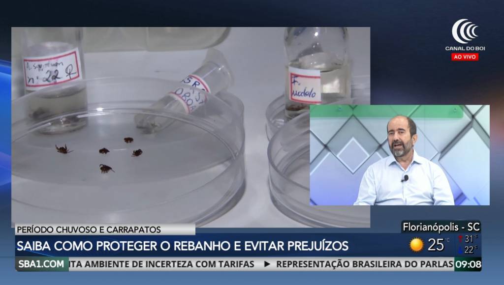 Saiba como proteger o seu rebanho dos carrapatos em períodos chuvosos