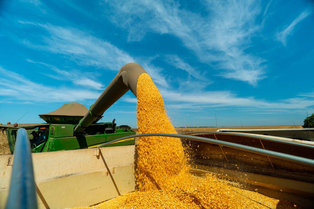 Milho mantém tendência de alta no Brasil