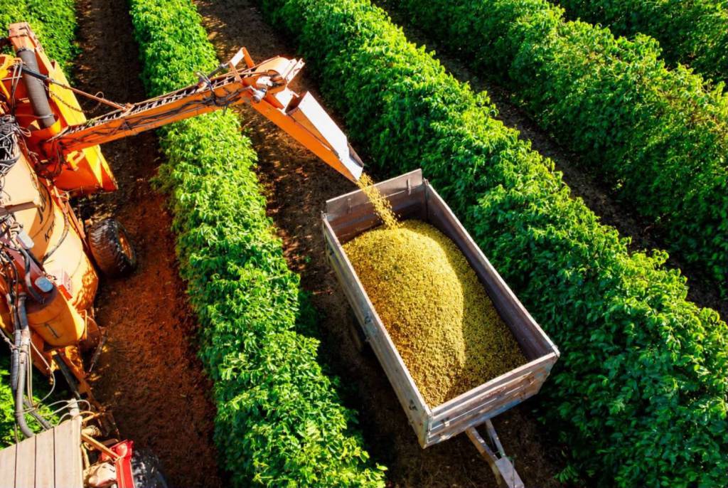 Colheita de café arábica evolui para 40% na área de abrangência da Expocacer