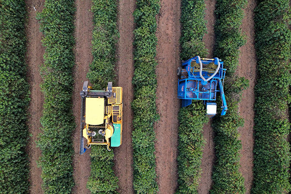 Expocacer: colheita de café arábica chega a 81% no Cerrado Mineiro