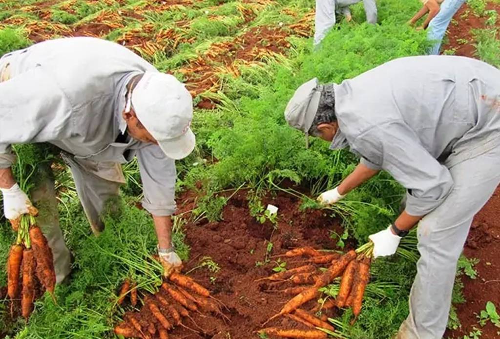 Falta de mão de obra é o que mais preocupa produtores de hortifrútis: 93,3% deles relatam redução de trabalhadores nos últimos cinco anos