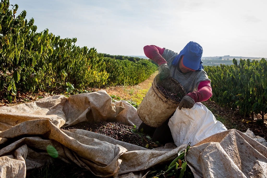 Colheita de café avança para 30,9% na área da Cooxupé, mas segue atrás do ritmo dos últimos anos